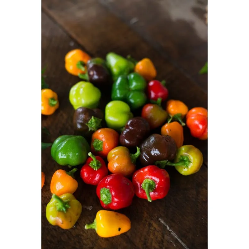 Mini Belle Blend Pepper ( 60 Days)