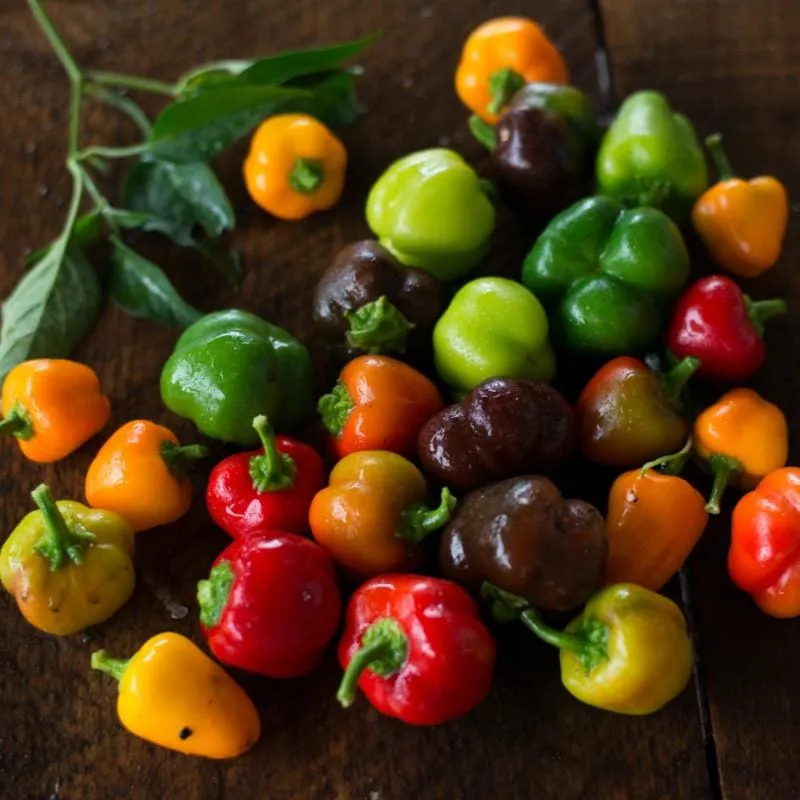 Mini Belle Blend Pepper ( 60 Days)
