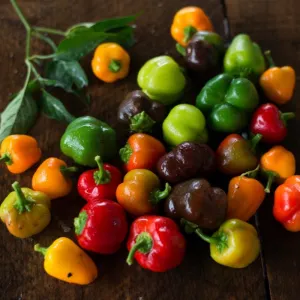 Mini Belle Blend Pepper ( 60 Days)